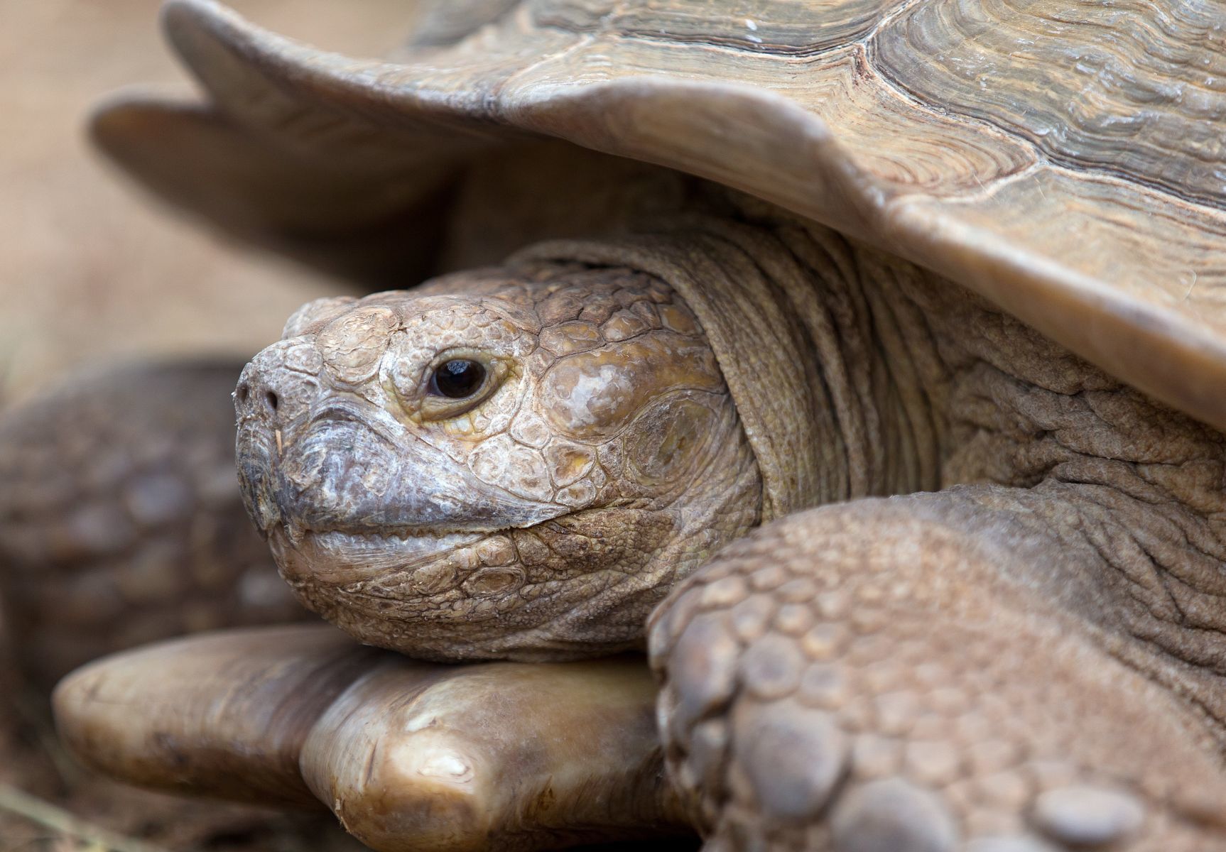 20180525_new_zooanimals074